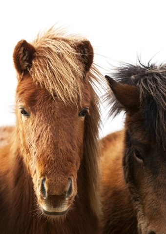 Islænderridning  - Klik for at tilmelde dig